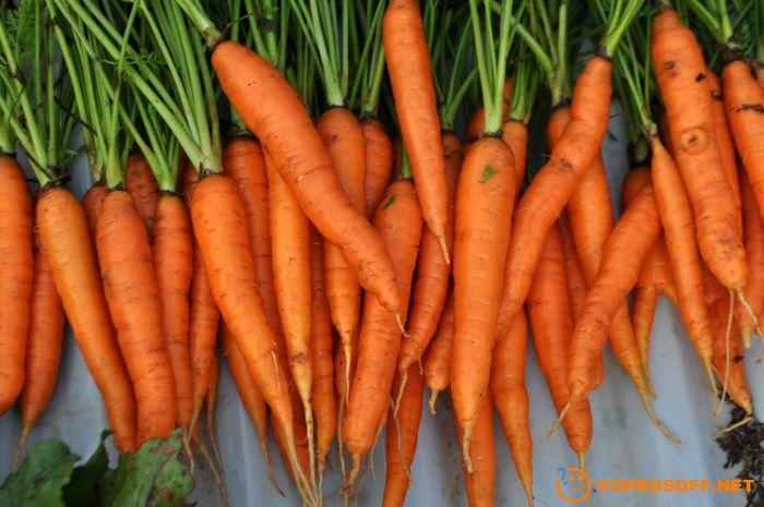 Хранение моркови (инструкция)
