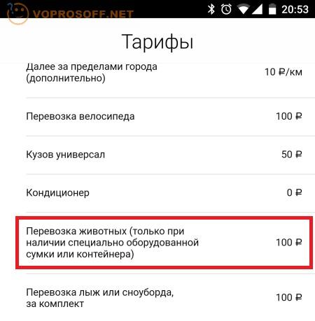Перевозка кошки в Яндекс такси