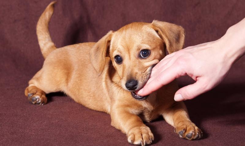 Как отучить щенка кусаться, если режутся зубы