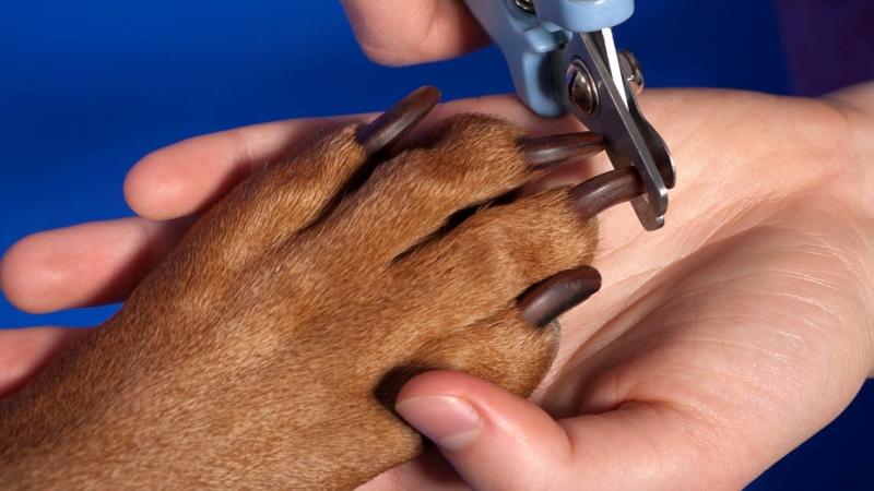 Как подстричь когти щенку