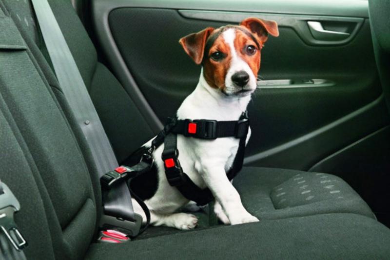 Как перевозить щенка в машине