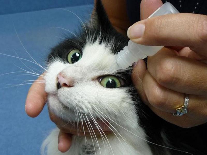 Капли для кошек для глаз