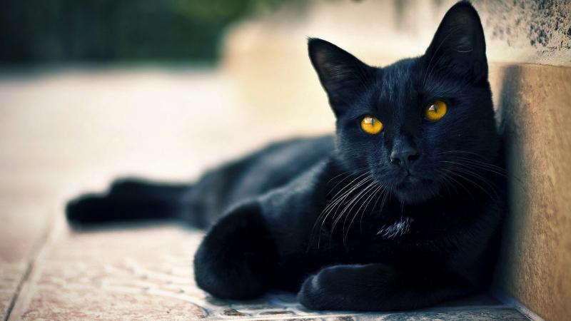 Желтоглазый черный кот