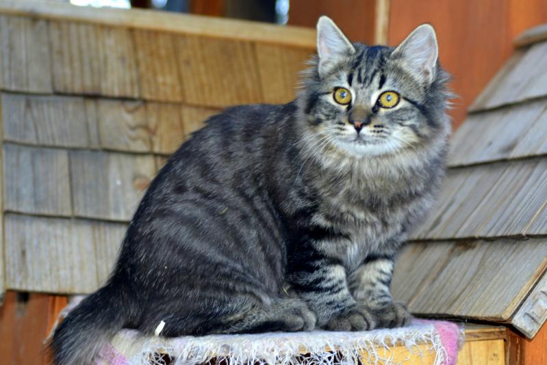 Характер кошек породы Американский бобтейл длинношерстный