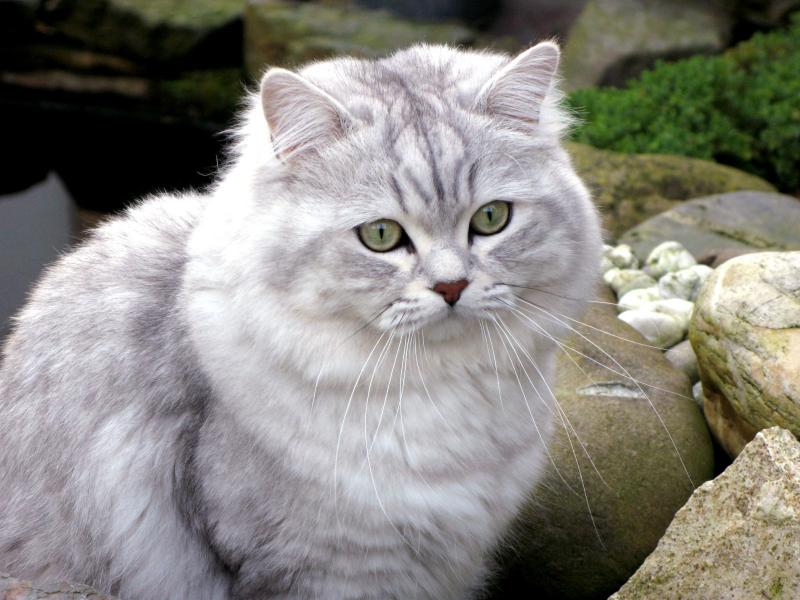 Бурмилла длинношерстный кот